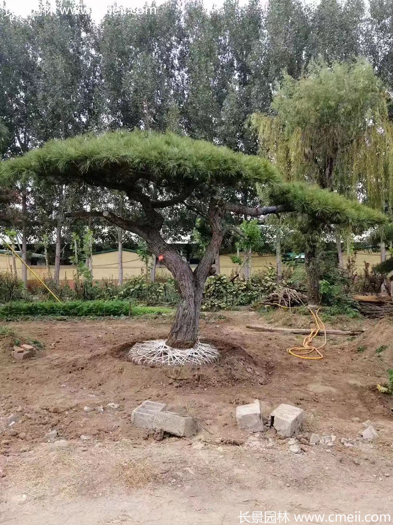 景觀樹造型黑松大型地景