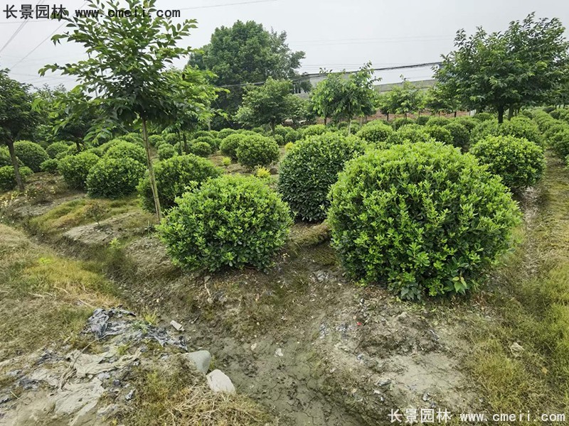 海桐球苗圃批發(fā)種植基地長景園林