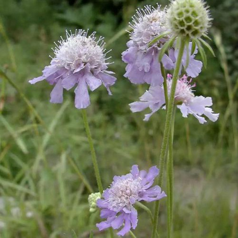 輪峰菊的形態(tài)特征、生長習性及種植方法