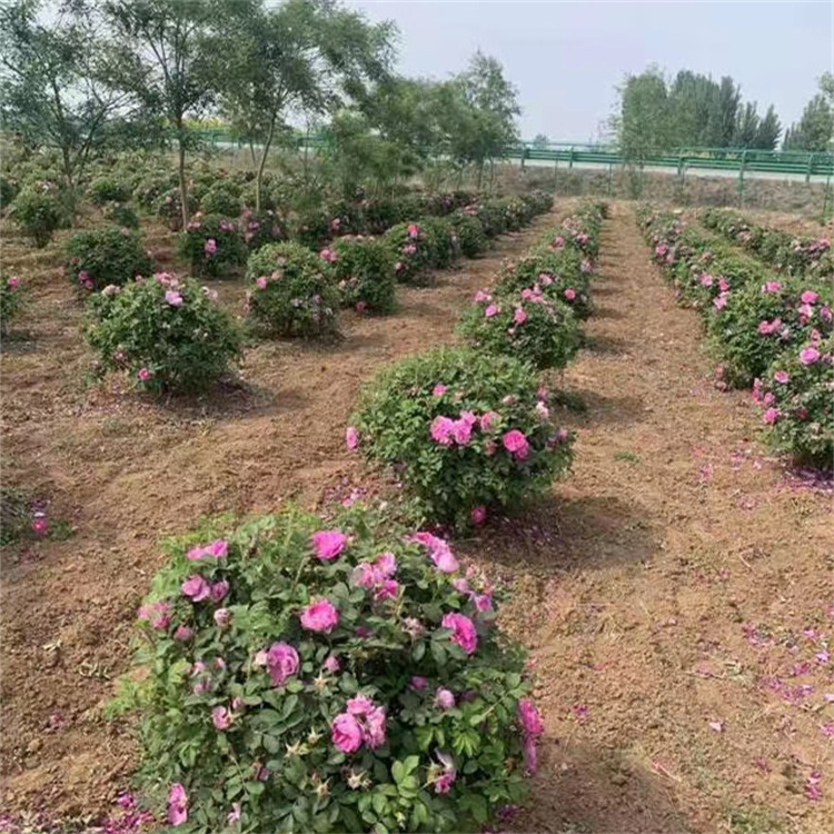 食用玫瑰種植基地