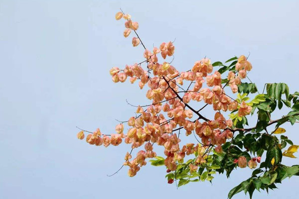 欒樹果實(shí) 欒樹果實(shí)