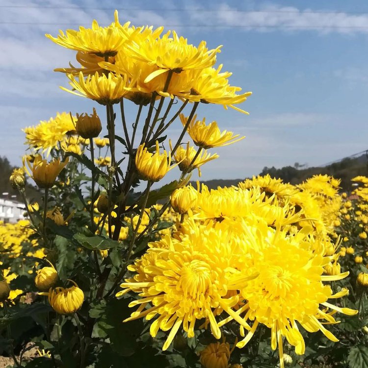 金絲皇菊